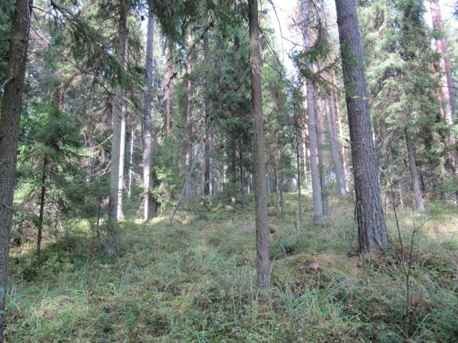 44 Osa-alue 29, Kaipola Kaipolan ala-asteen ympärillä olevat metsät ovat suurelta osin melko iäkkäitä ja järeäpuustoisia kuusikoita lukuun ottamatta koulun länsipuolella olevaa suurehkoa