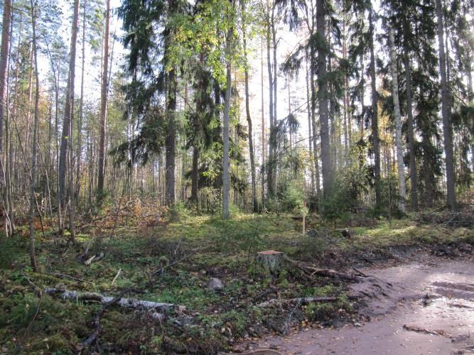 Kuusten seassa kasvaa monin paikoin vanhahkoa mäntyä ja koivua sekapuustona, paikoitellen on myös yksittäisiä vanhahkoja haapoja.