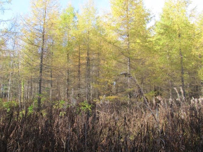 Kuva 45 Vasemmalla havupuuvaltaista vanhahkoa sekametsää Kaipolan ala-asteen luoteispuolella, oikealla Lokalahden rantaluhtia ja lintutorni.