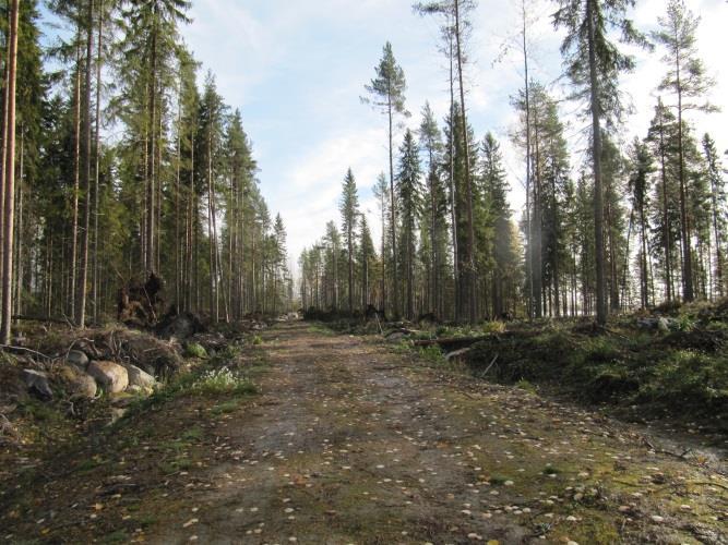 45 Osa-alue 31, Kaipolanniemi Kaipolanniemen kärki (Kalmoniemi) on