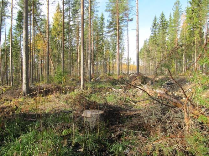 Alueelle on tehty äskettäin myös metsäautotie.