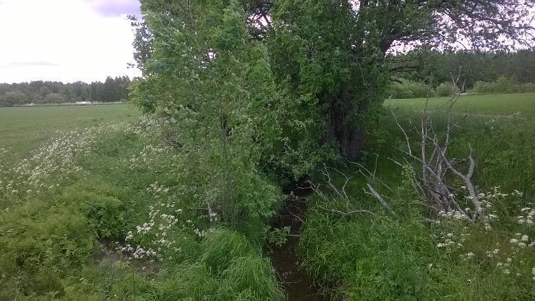 Ravinteet pellossa vaan ei vesistöön hanke Kerääjäkasvien biokaasun tuotanto -osio Loppuseminaari 11.4.