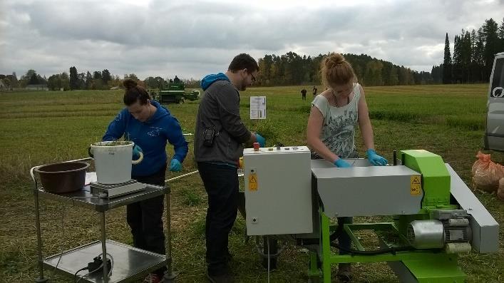 3 kk Murskattu ja seostettu lietelantaan