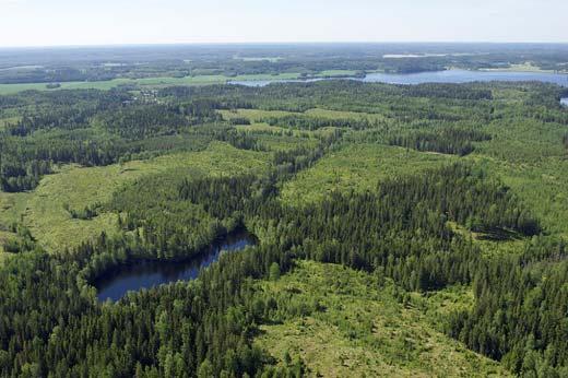 Tutkimuksen roolista politiikan teossa: Kansallinen metsäohjelma Positiivista, että tutkimuksen merkitys tajuttiin.