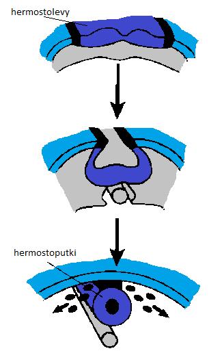 2013). Ektodermaalisen kantapopulaation erilaistuminen riippuu sen paikasta alkiossa. Anteriorisesta ektodermista muodostuu neuraalinen ektodermi (Li ym.