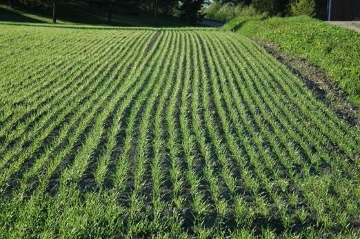 2.4 Viljele hyvän maatalouskäytännön mukaisesti Viljelty pelto tarkoittaa kasvien tuotantoa varten viljeltyä peltoa. Ota paikkakunnan olosuhteet huomioon viljelyssä.