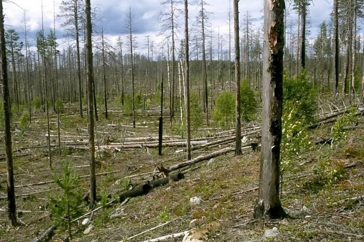 Seppo Tuominen Sisämaan tulvametsät