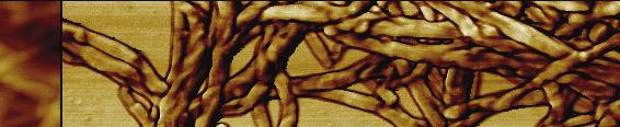 cellulose l