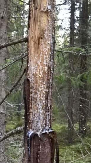 Korjuuvauriot ovat todennäköisempiä eri-ikäisrakenteisen metsän kuin tasaikäisen metsän hakkuissa. Näin pahat korjuuvauriot eivät hidasta puun kasvua, vaan tappavat sen.