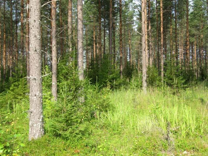 Yläharvennuksia joudutaan tekemään 15-25 vuoden välein 6, eteläisen Suomen rehevällä kasvupaikalla useammin kuin pohjoisen Suomen karuilla kankailla.