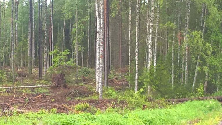 Sekametsään tehty poimintahakkuu, jossa tukiksi ehtinyt puusto on korjattu. Reunametsän varttuneet puut hoitavat luontaisen taimettumisen.