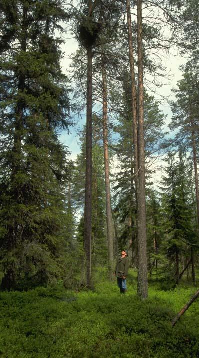 Metsänomistajan tärkein päätös - Oletko koskaan miettinyt metsäomaisuutesi siirtämistä hallitusti jälkipolville?