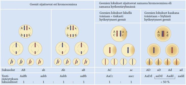 Tekijäinvaihdunta eli crossing over Samassa kromosomissa sijaitsevat geenit ovat toisiinsa kytkeytyneitä (muodostavat kytkentäryhmän).