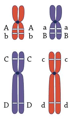 2. Kaksi kromosomiparia Tarkastele kuvan kahta kromosomiparia ja niissä sijaitsevaa neljää geeniä.