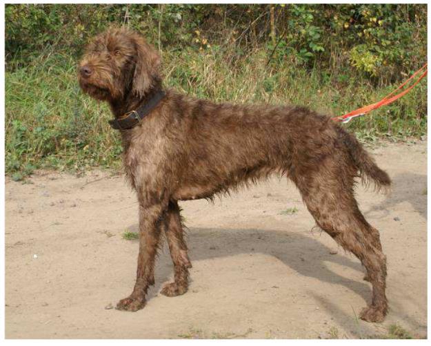 php/zucht/deckrueden - here are all male dogs from our breeding