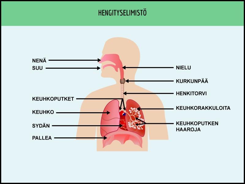 Kuva 1. Hengityselimistö (Peda-net 2016). Anestesia Anestesialla tarkoitetaan intubaation yhteydessä potilaan saattamista lääkkeellisesti tiedottomaan, kivuttomaan ja liikkumattomaan tilaan.