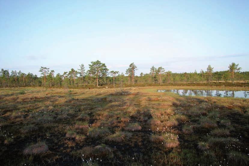 1. Johdanto Pöyry Environment Oy/Vapo Oy tilasivat keväällä 2008 Suomen Luontotieto Oy:ltä Jurvan ja Teuvan rajalla sijaitsevan Lintunevan suoalueen pesimälinnustoselvityksen.