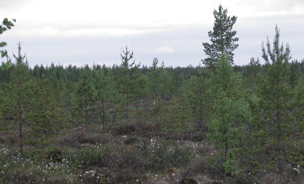 Suomen Luontotieto Oy 3. Aineisto ja käytetyt menetelmät Kuokkasuon alueen pesimälinnusto selvitettiin kartoituslaskentamenetelmää käyttäen.