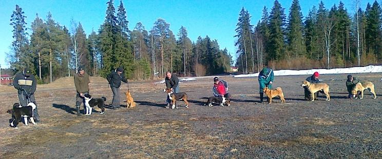 Ppn FIN KVA & MVA, S KVA & MVA, M-03 Pakkasrustan Sindi ER20414/00 Om. Seppo ja Henna Pohjanoksa Koekäyntejä 2 ; 1xVOI1 ja 1xVOI2 Näyttelyt 2: Veteli 12.3. erikoisnäyt VET ERI1, PN3, SA, ROP-vet; Laukaa 20.