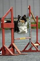 Vuoden kasvattajakilpailu 1. Pohjanukon kennel, om. Seppo ja Henna Pohjanoksa 23 p. Pohjanpystykorva, Pohjanukon Touhu FI21348/09 Draj AVO1 80,04p. + ERI (8 p.