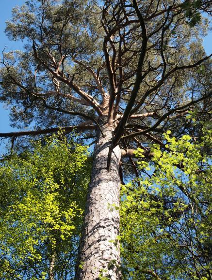 Valtion kiinnostus Maa- ja metsätalousministeriö - Metsät ovat aktiivisessa ja monipuolisessa käytössä - Metsänomistajien ansaintamahdollisuudet lisääntyvät - Muihin kuin puuntuotannollisin