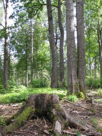 Esimerkkejä metsäluonnonhoidosta Hoitoa tarvitsevat lehdot esim.