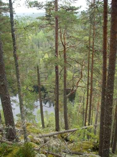 Metsälain 10 arvokkaat kohteet Monimuotoisuuden säilyttäminen ja erityisen tärkeät elinympäristöt Metsiä tulee hoitaa ja käyttää