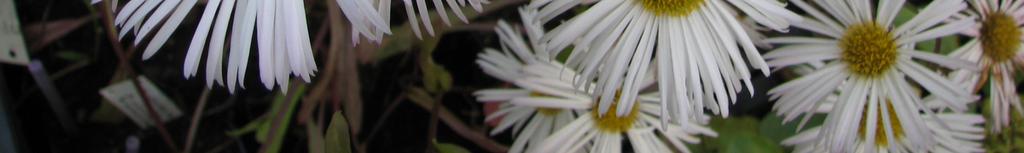 liilansininen S K-UKONHATTU Aconitum anthora vaaleankeltainen S RENTOUKONHATTU Aconitum arcuatum liilansininen S PARTAUKONHATTU Aconitum barbatum vaaleankeltainen S PARIUKONHATTU Aconitum biflorum