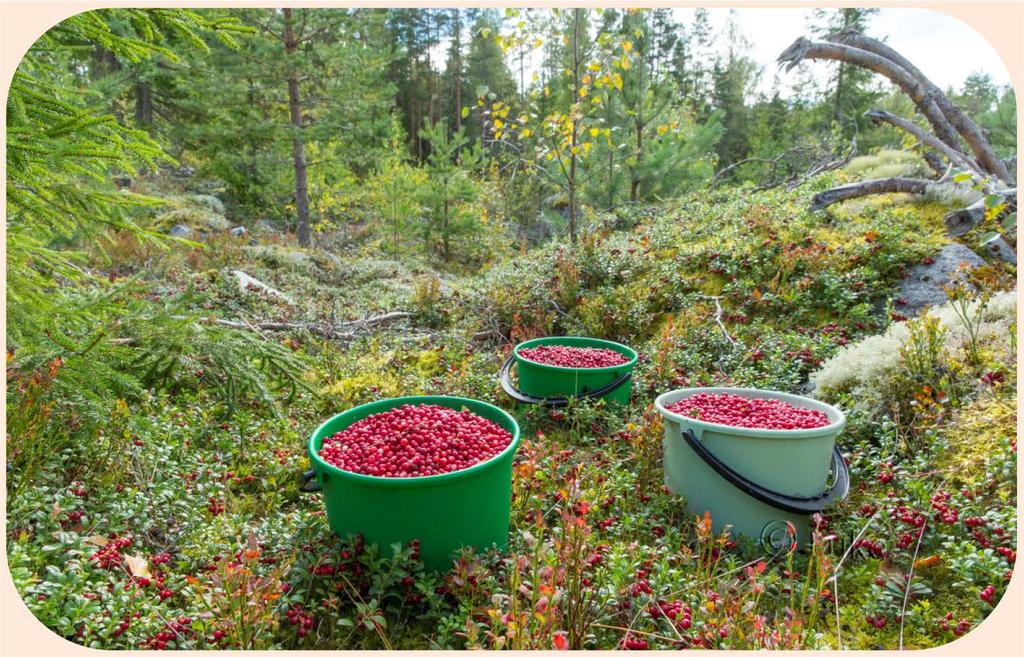 9.8. Luomukeruu Suomessa on yhteensä 11,6 miljoonaa hehtaaria sertifioitua luomukeruualaa. Se on 30 prosenttia koko maailman luomukeruualasta ja lähes 38 prosenttia Suomen maapinta-alasta.