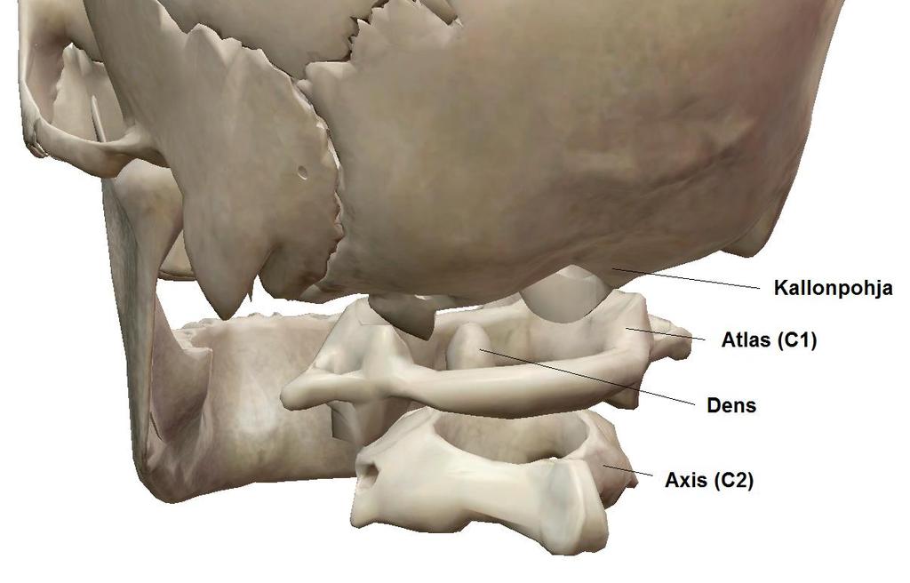 23 Kannattaja-kiertonikamanivel on selkärangan liikkuvin nivel, ja se sijaitsee kannattajanikaman, eli atlaksen ja kiertäjänikaman, eli aksiksen, välissä (kuva 5).