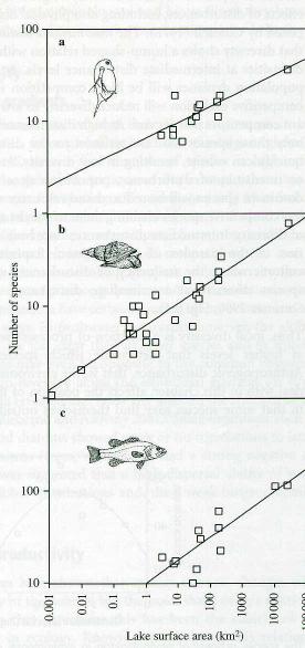 1989) Järvien biodiversiteetti Mikä määrää järven biodiversiteettiä ( local species richness )?