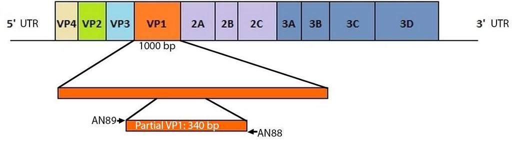 12 4 REAGENSSIT 4.1 Alukkeet Työssä käytettiin AN89- ja AN88-alukkeita. 1 Kontrollina käytettiin CV-A9- virukselle spesifistä Partial CV-A9-aluketta.