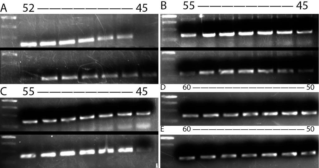16 Kuva 4. PCR-gradienttitesti. (A) pcv-a9-virus-plasmidilla tehty lämpötilagradientti 45-52 C (SensiFAST; ylempi ja KAPA; alempi).