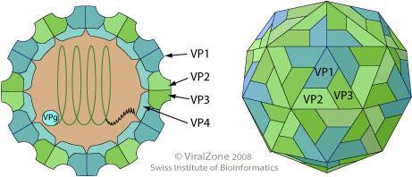9 Kuva 1. Enterovirusten rakenne. ViralZone 2008 Swiss Institute of Bioinformatics. 6 Enterovirusten yksijuosteisen RNA-genomin (engl. single-stranded RNA, ssrna) pituus on noin 7200-8500 emäsparia.