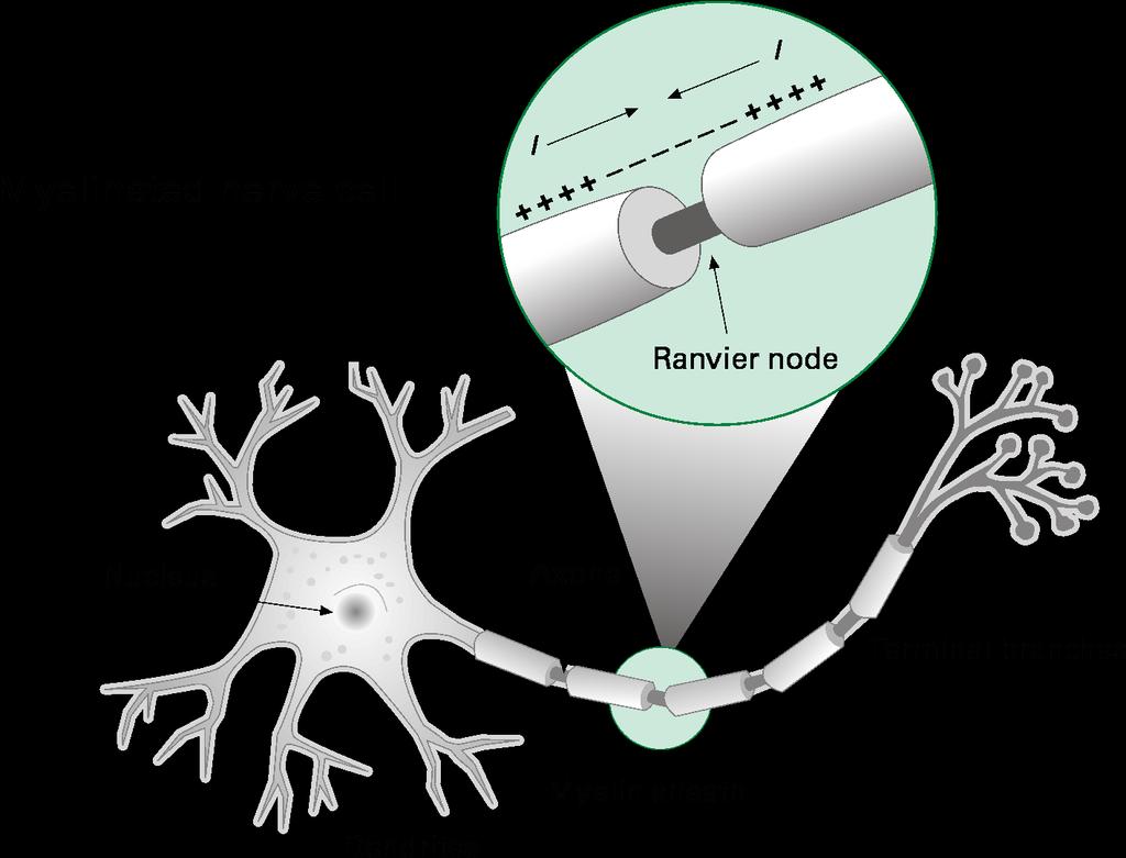 Electric stimulation of nerve cells at low frequencies (< 10 MHz) Induced