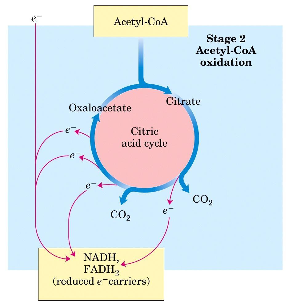 Sitruunahappokierrossa: kaksi hiiltä lohkeaa CO 2 :na Hengitysketju Mitä tapahtuu, jos happea ei ole?