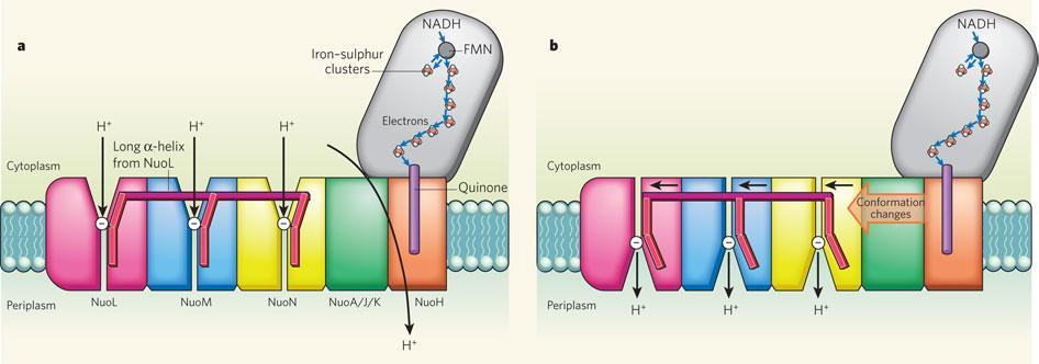 kokonaisuus Kompleksi I = NADHdehydrogenaasi +H +