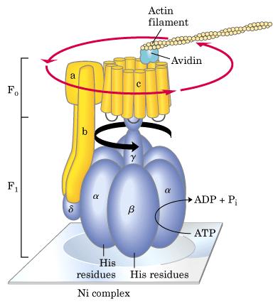 Hengitysketju: 10 H + /NADH eli H + /NADH = 10 (6 H + /FADH 2 ) ATP-syntaasi (ottaen