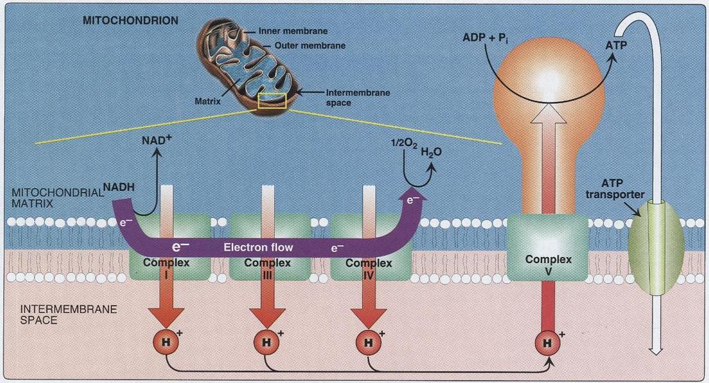 Irtikytkijän ja ATP-syntaasin inhibiittorin vaikutus hapen