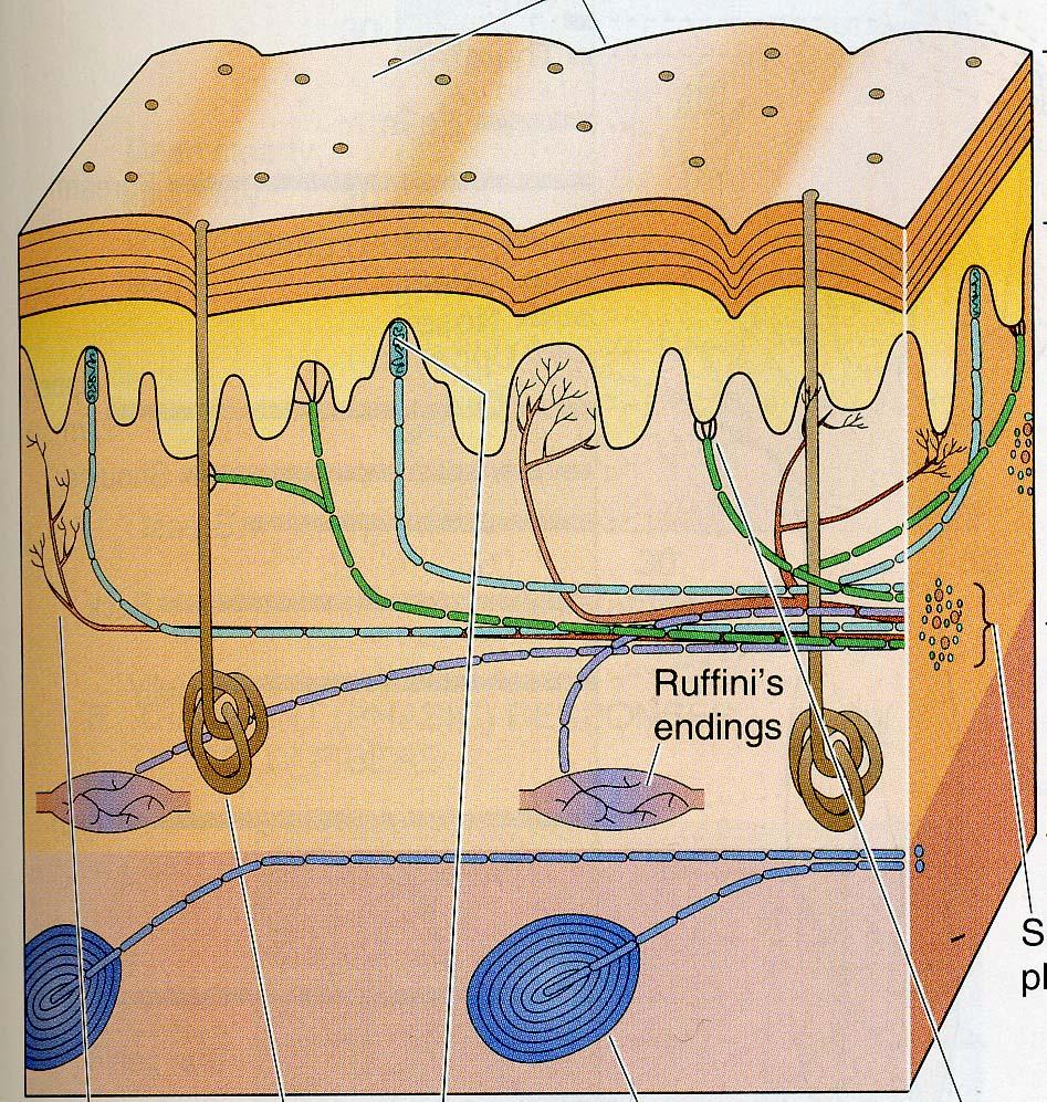 4. TUNTOELIN
