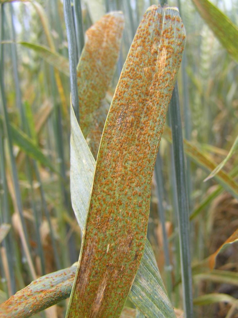 5.4.5 Lehtilaikkutaudit yhteensä / Total amount of leaf spots diseases / Mycosphaerella graminicola, Phaeosphaeria spp.