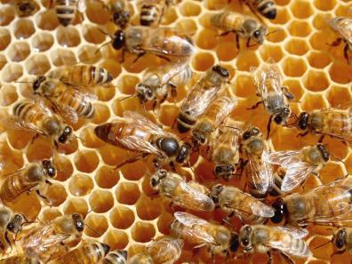 16 (66) 4 MEHILÄISRODUT Suomessa tarhataan neljää eri rotua. Yleisimmät rodut ovat italialainen mehiläinen (Apis mellifera ligustica) ja krainilainen mehiläinen (Apis mellifera carnica).