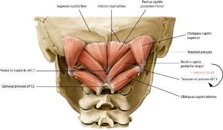 12 pitaali-lihakset ovat parillisia, ja niitä hermottaa ensimmäisen hermojuuren taaimmaiset jaokkeet (Rami dorsales C1). Lihakset tuottavat pään extensiota ja rotatoivat päätä ja atlasta. M.