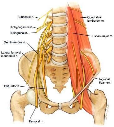 15 Kuva 5. Lumbaalipleksus (Brown 2010) N. iliohypogastricus on selkäydinhermon ventraalisen haaran ventraalisista jaokkeista muodostuva hermo, joka lähtee L1-tasolta. Se kulkee m.