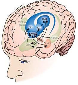 Riippuvuuden neuroanatomia - Positiivinen vahvistaminen Hippokampus Konteksti