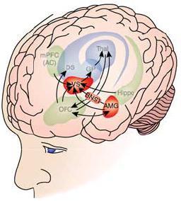 Riippuvuuden neuroanatomia - Negatiivinen vahvistaminen Hippokampus Konteksti Prefrontaalinen aivokuori Subjektiiviset vaikutukset,