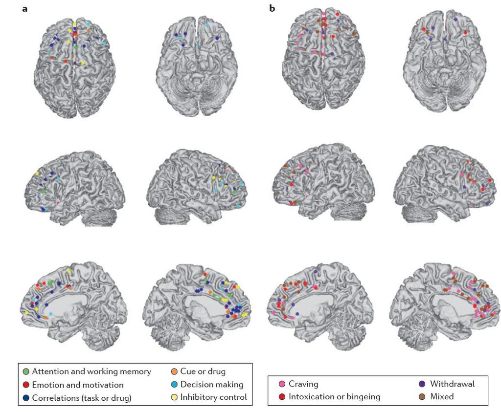 vahvistaminen Tavat, automaatio Talamus Amygdala Accumbens Striatum VTA SNc PFC ja addiktio: Emootioiden säätely,