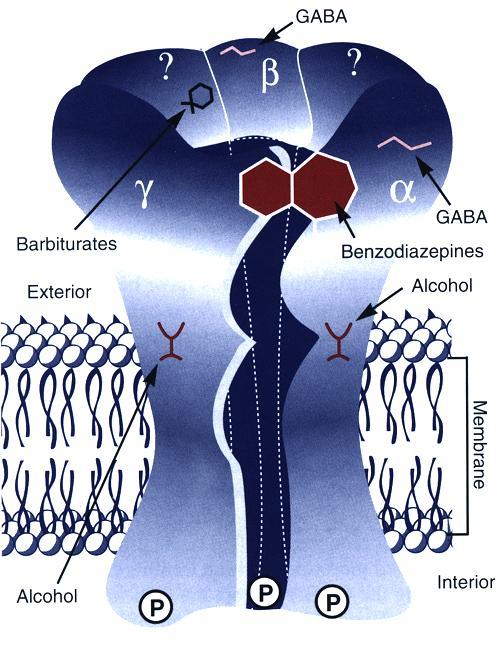 GABA A -reseptori Funktionaalinen reseptori voi koostua alayksiköistä: 1-6, 1-3, 1-3, Alkoholin vaikutuskohta?
