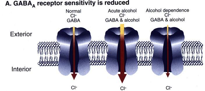 GABA A - ja NMDA-reseptorin toiminnalliset muutokset kroonisen