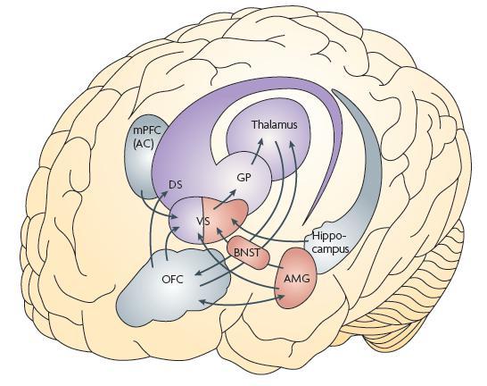 Riippuvuuden hermoradat Hippokampus Konteksti Prefrontaalinen aivokuori Subjektiiviset vaikutukset, huumehimo BL amygdala